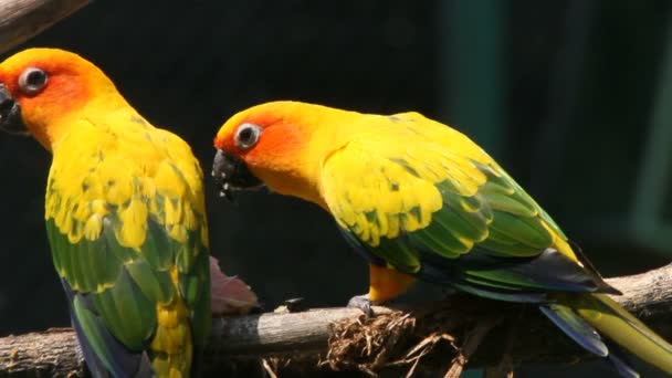 Parrots eat fruit — Stock Video