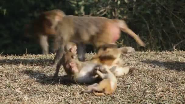 Maymunlar — Stok video