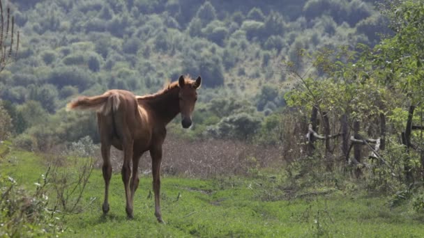 cheval dans le champ