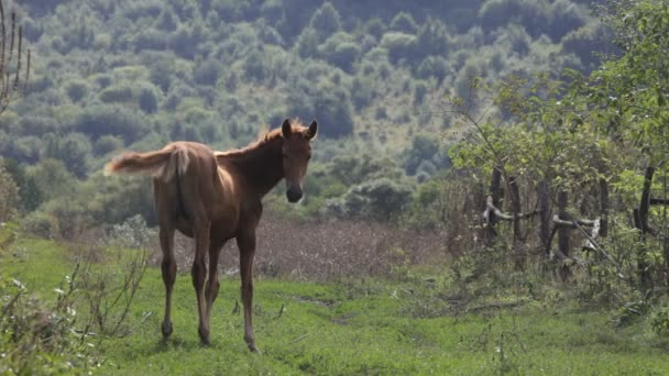 Άλογο στο χωράφι — Αρχείο Βίντεο