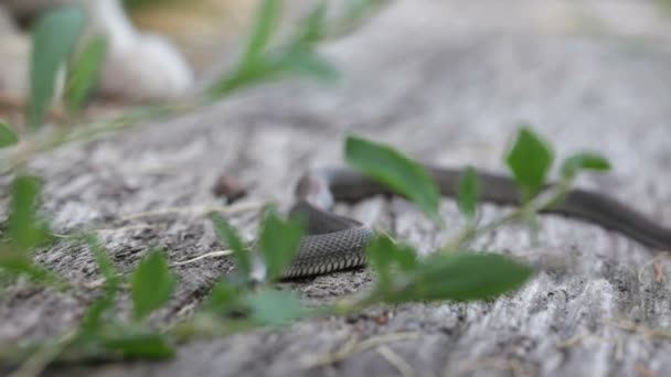 Chat jouant avec un serpent d'herbe (Natrix Natrix ) — Video