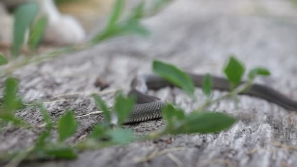 Chat jouant avec un serpent d'herbe (Natrix Natrix )