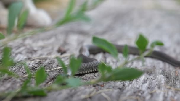 Kočka si hraje s užovky obojkové (Natrix Natrix) — Stock video