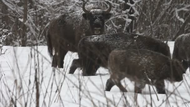 在冬天的野牛 — 图库视频影像