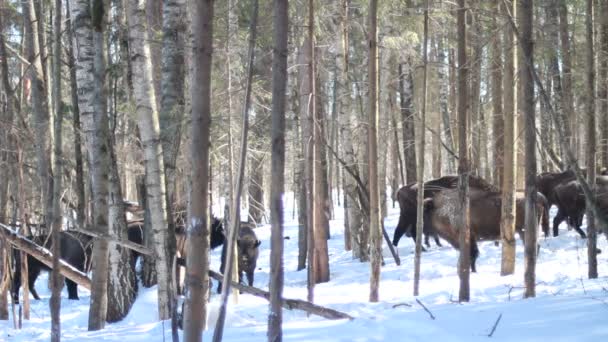 Bisonte en el invierno — Vídeos de Stock