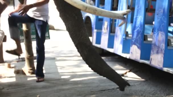 Olifant in thailand — Stockvideo