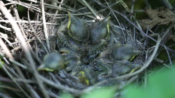 Ouzel, baby birds, nest — Stock Video