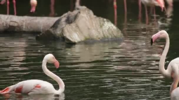 Фламинго — стоковое видео