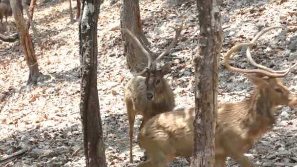 Red deer. góry. — Wideo stockowe
