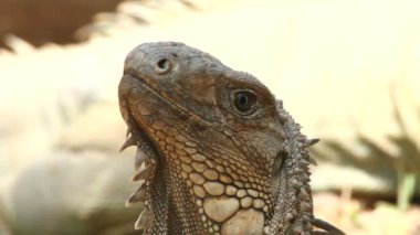 Iguana