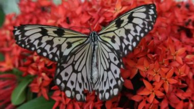 Kelebek yakın çekim