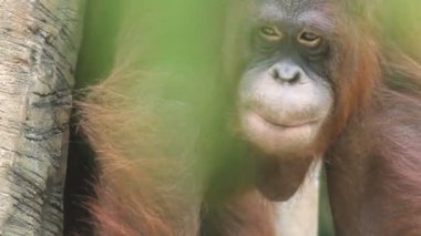 Darwin'in utan
