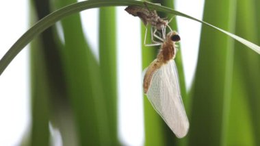 bir yusufçuk doğuşu