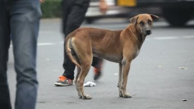 sokak köpeği