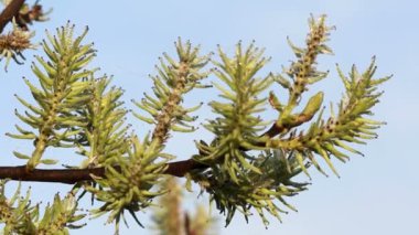 Salix caprea.