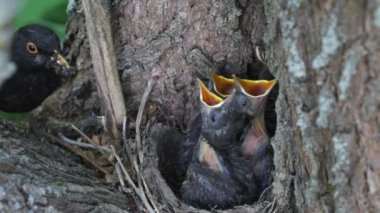 ouzel, kuş, iç içe
