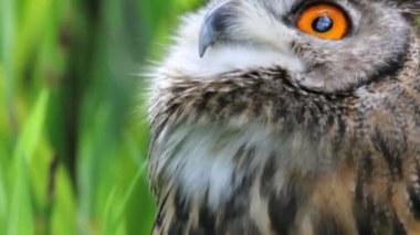 Kartal baykuş portre