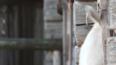 Kapının arkasından dışarı başkanı alay keçi