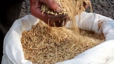 erkek tohum elleri ile bir yığın ekleme.