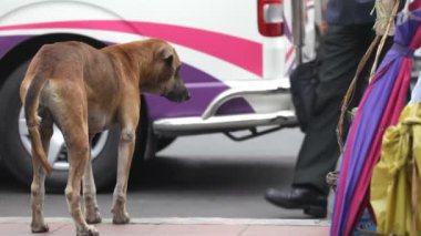 sokak köpeği