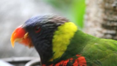 Gökkuşağı lorikeets bir yemlik ister gıda