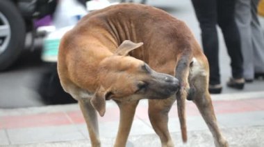 sokak köpeği