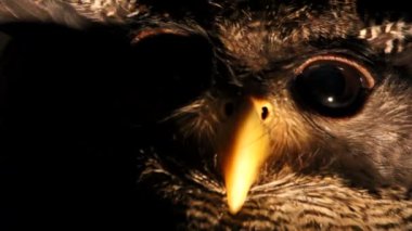 Kartal baykuş gece portresi