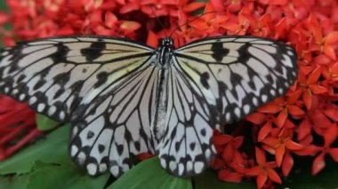 Kelebek yakın çekim