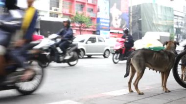 sokak köpeği