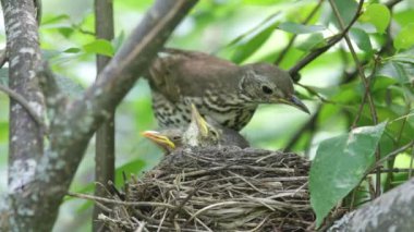 ouzel, kuş, iç içe