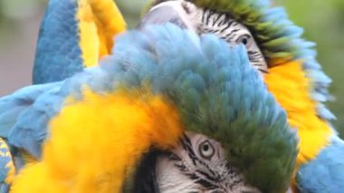 papağan, yakın çekim, portre