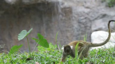 Sincap maymunu