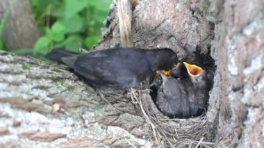 ouzel, kuş, iç içe