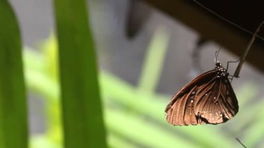 Kelebek yakın çekim