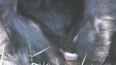 kölelik, thailand içinde monkey