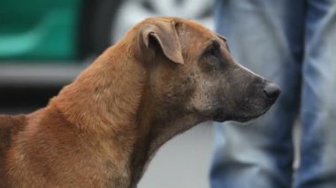 sokak köpeği