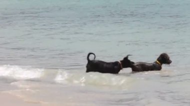 Kumsalda oynayan köpekler.