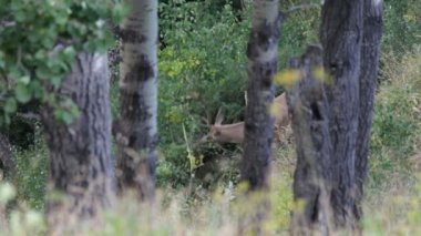 Kızıl geyik. dağlar.