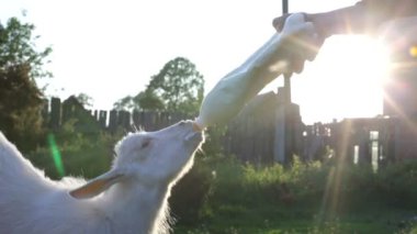 keçi çiftçi şişe süt keçi için el ile besleme.