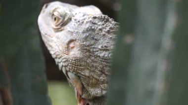 Iguana