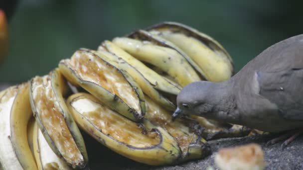 Uccello tropicale che mangia banana — Video Stock