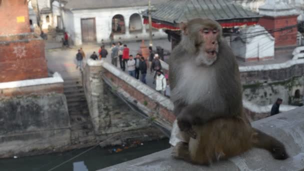 Singe. Népal .