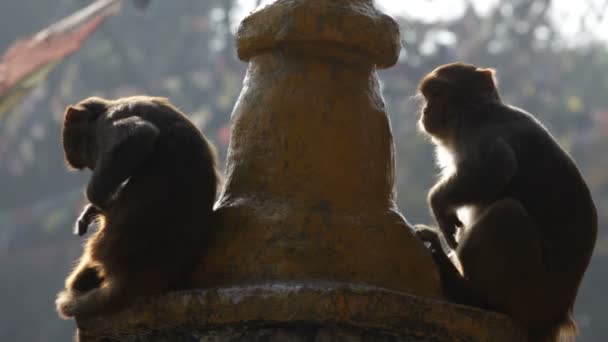 Macaco. Nepal . — Vídeo de Stock