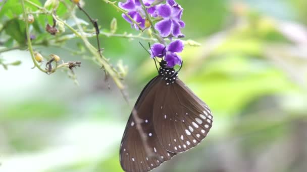 Mariposa de cerca — Vídeo de stock