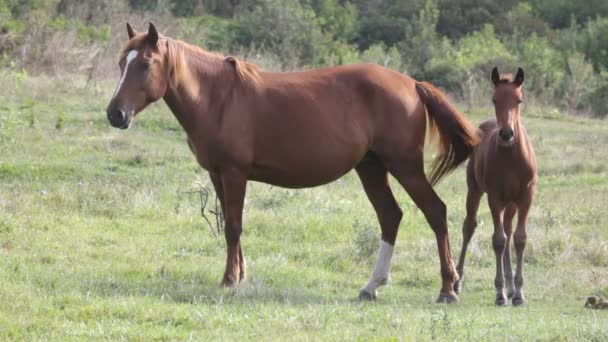 Caballo en el campo — Vídeos de Stock