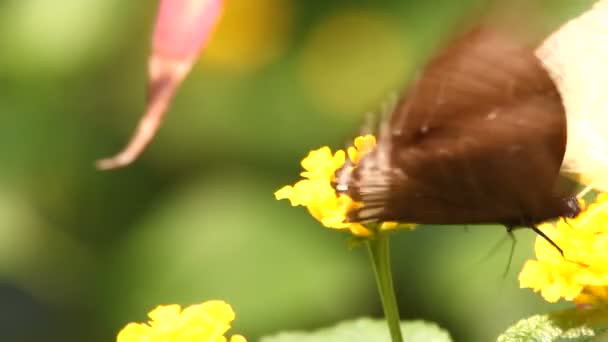 Borboleta perto — Vídeo de Stock