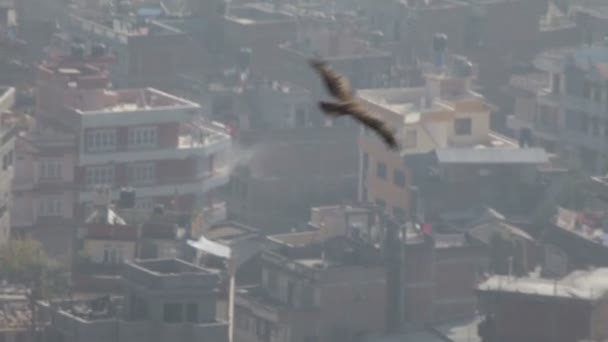 Vogel vliegt over stad — Stockvideo