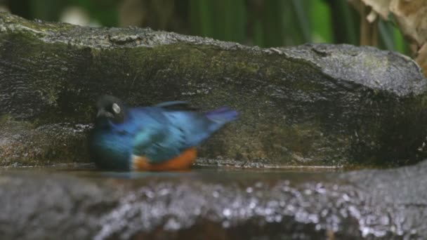 Baño de aves — Vídeo de stock