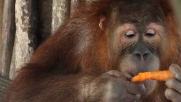 Orang-Utan — Stockvideo