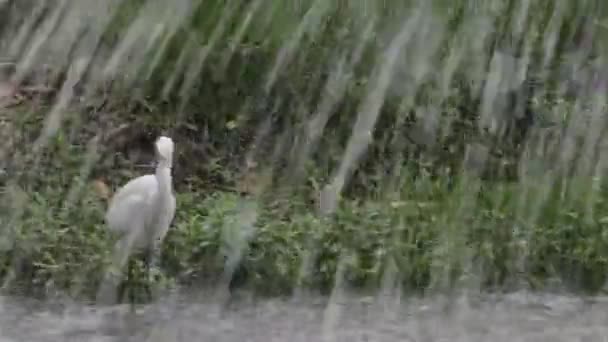 Белая цапля под дождем — стоковое видео